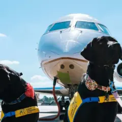 Czy Ryanair przewozi psy? Sprawdź zasady przewozu zwierząt