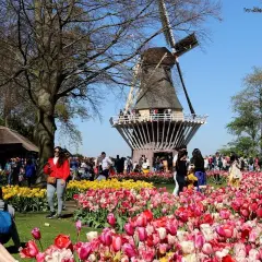 Najlepszy czas na wizytę w Keukenhof: uniknij tłumów i zobacz tulipany w pełni kwitnienia