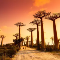 Madagaskar kiedy jechać - poznaj najlepszy czas na podróż i atrakcje
