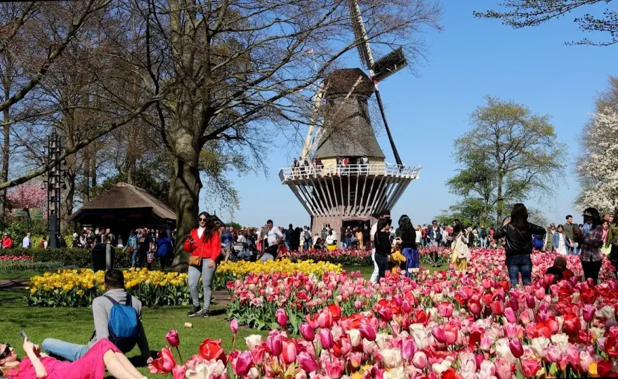 Najlepszy czas na wizytę w Keukenhof: uniknij tłumów i zobacz tulipany w pełni kwitnienia