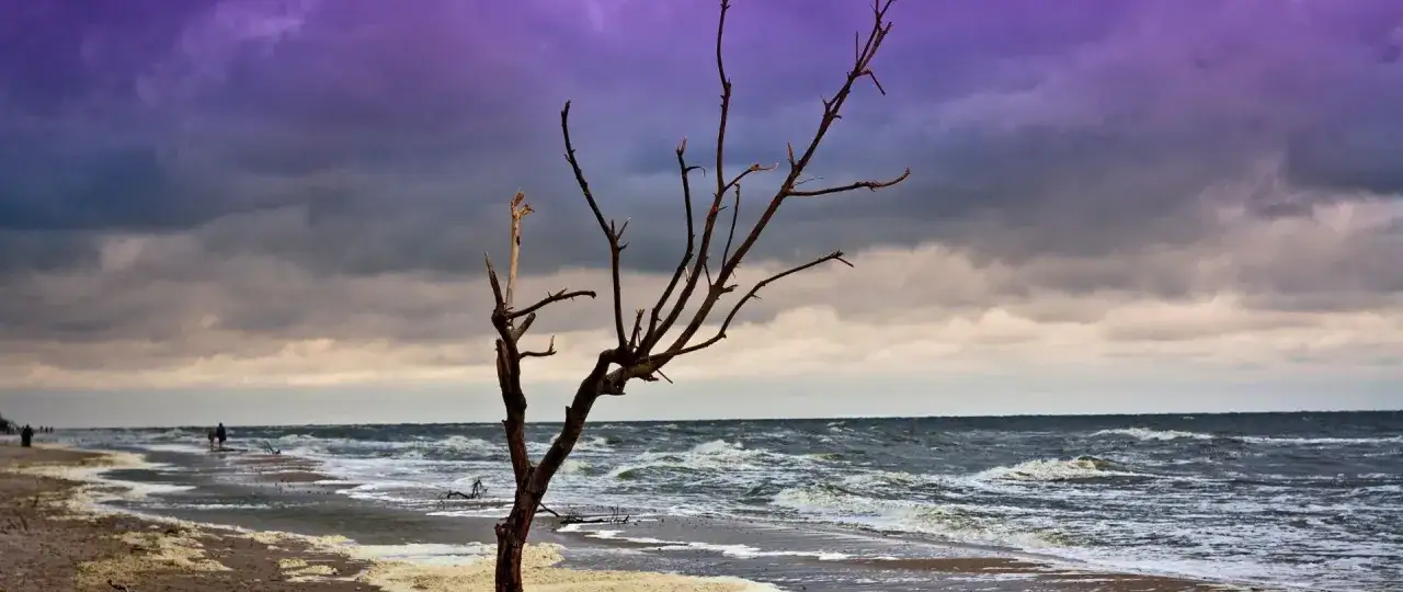 Mroczne chmury nad Bałtykiem, samotne drzewo na plaży. To idealne miejsce, by poczuć, kiedy jod nad morzem działa najlepiej.