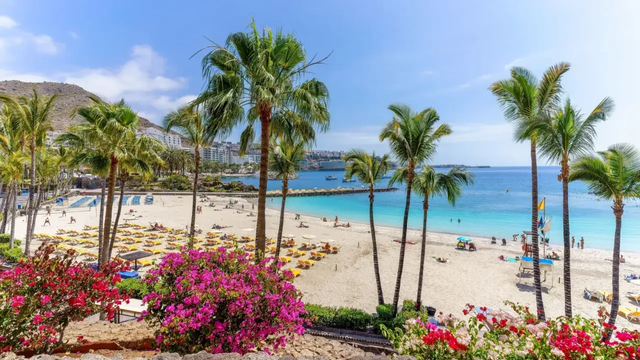 Rajska plaża z palmami i turkusową wodą. Idealne miejsce na wakacje, pomyśl o gran canaria loty bezpośrednie.